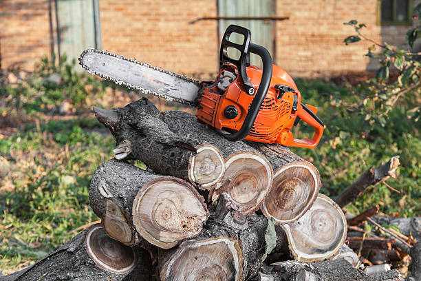 Reliable South Valley, NM Tree Service Solutions